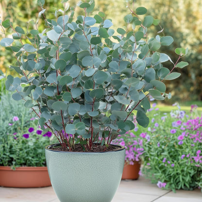 Buitenplant 2x Eucalyptus gunnii - Winterhard - Pot Ø 17cm Hoogte ↕ 40cm