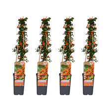 Buitenplant 4x Pyracantha 'Soleil d'Or' - Pot Ø 15cm Hoogte ↕ 65cm