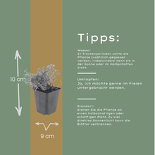 Buitenplant 12x Galium odoratum - Pot Ø 9cm Hoogte ↕ 10-25cm