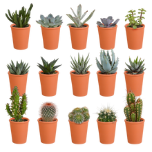 Kamerplant 15x Cactus en vetplanten mix - in terracotta pot - Pot Ø 5.5cm