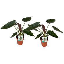 Kamerplant 2x Alocasia Wentii - Pot Ø 19cm Hoogte ↕ 85cm