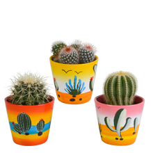 Kamerplant 3x Bolcactus mix - in Mexicaanse pot - Pot Ø 8,5cm