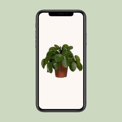 Kamerplant - Pilea Peperomioides (Pannekoekenplant) - Pot Ø 15cm Hoogte ↕ 25cm