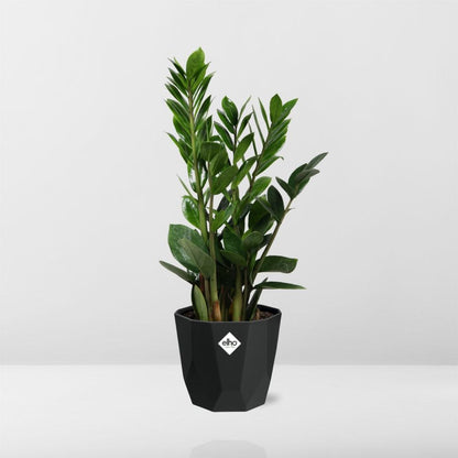 Kamerplant - Zamioculcas - Pot Ø 14cm Hoogte ↕ 45-50cm