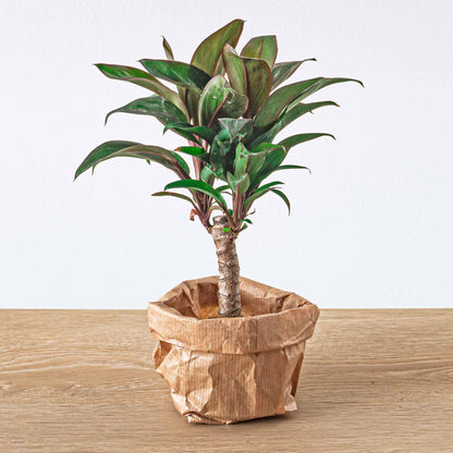 Planten terrarium navulling & startpakket - Jungle