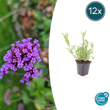 Buitenplant 12x Verbena bonariensis - Bloeiend - Pot Ø 9cm Hoogte ↕ 10-25cm
