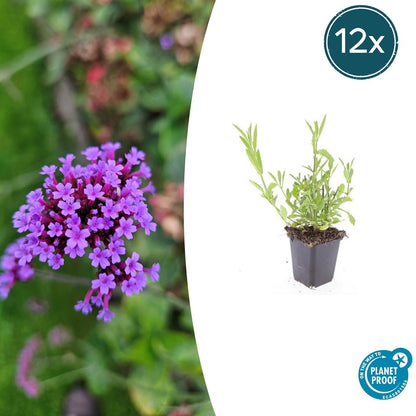 Buitenplant 12x Verbena bonariensis - Bloeiend - Pot Ø 9cm Hoogte ↕ 10-25cm