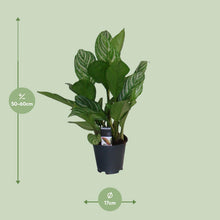 Kamerplant - Aglaonema Stripes - Pot Ø 17cm Hoogte ↕ 60cm