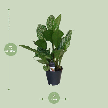 Kamerplant - Aglaonema Stripes - Pot Ø 17cm Hoogte ↕ 60cm