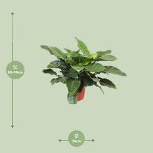 Kamerplant - Philodendron Imperial Green - Pot Ø 34cm Hoogte ↕ 90cm