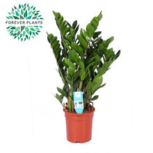 Kamerplant - Zamioculcas Zamiifolia - Pot Ø 21cm Hoogte ↕ 95cm