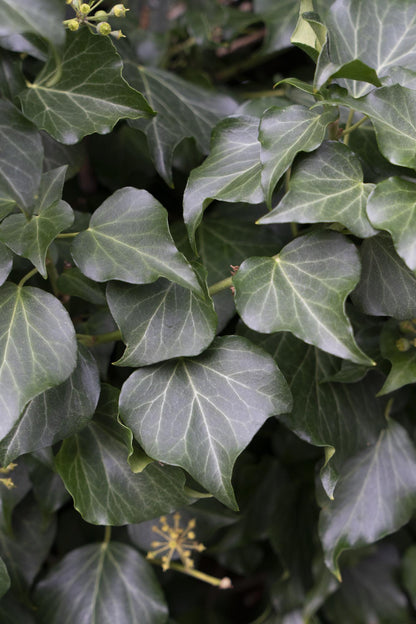 Buitenplant 4x Hedera hibernica - Pot Ø 15cm Hoogte ↕ 65cm