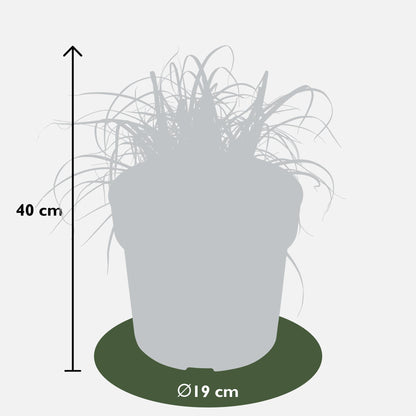 Buitenplant - Uncinia rubra Everflame - Pot Ø 19cm Hoogte ↕ 40cm