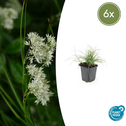 Buitenplant 6x Luzula nivea - Pot Ø 9cm Hoogte ↕ 10-25cm