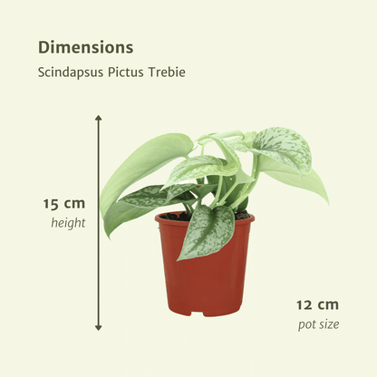 Kamerplant 2x Scindapsus Pictus 'Trebie' - Pot Ø 12cm Hoogte ↕ 15cm