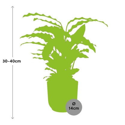 Kamerplant - Calathea Rufibarba 'Tropistar' - Pot Ø 14cm