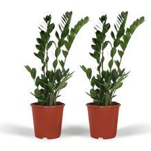 Kamerplant 2x Zamioculcas Zamiifolia - Emerald Palm - Pot Ø 17cm Hoogte ↕ 70cm