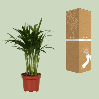 Kamerplant - Areca Catechu - Pot Ø 12cm Hoogte ↕ 35cm