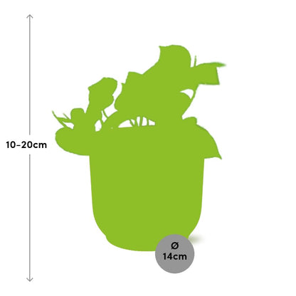 Kamerplant - Epipremnum Pinnatum 'Aureum' - Pot Ø 14cm