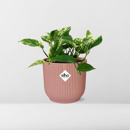 Kamerplant - Scindapsus (Epipremnum) Marble Queen - Pot Ø 14cm