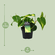 Kamerplant - Philodendron Brasil Scandens - Pot Ø 12cm Hoogte ↕ 20cm