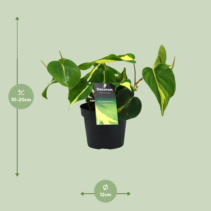 Kamerplant - Philodendron Brasil Scandens - Pot Ø 12cm Hoogte ↕ 20cm