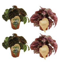 Kamerplant - 2x Begonia Rex Ferox + 2x Begonia Rex Lambada - Pot Ø 12cm Hoogte ↕ 25cm