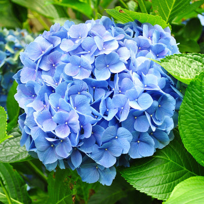 Buitenplant - Hydrangea macrophylla Blue - Bloem Blauw - Pot Ø 17cm Hoogte ↕ 30cm