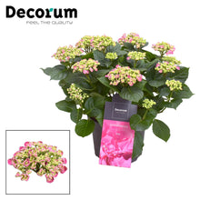 Kamerplant - Hydrangea Curly Wurly Roze - Bloeiend - Pot Ø 23cm Hoogte ↕ 50cm