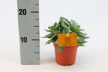 Kamerplant - Senecio Cephalophorus - Pot Ø 10,5cm Hoogte ↕ 15cm
