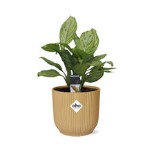 Kamerplant - Aglaonema Christina - Pot Ø 14cm