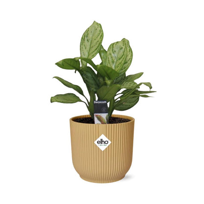 Kamerplant - Aglaonema Christina - Pot Ø 14cm