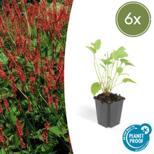 Buitenplant 6x Persicaria amplexicaulis - Bloeiend - Pot Ø 9cm Hoogte ↕ 10-25cm