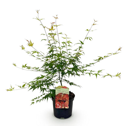 Buitenplant Acer palmatum 'Pink Dwarf' - Japanse Esdoorn Roze - Bladverliezend - Pot Ø 19cm Hoogte ↕ 70cm