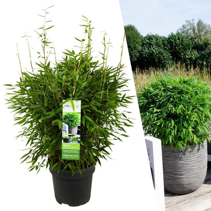 Buitenplant - Fargesia moontears 'Boobux XL' - Pot Ø 29cm Hoogte ↕ 70cm
