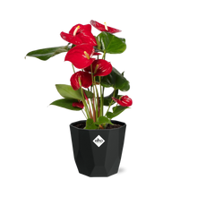 Kamerplant - Anthurium Red - Pot Ø 14cm