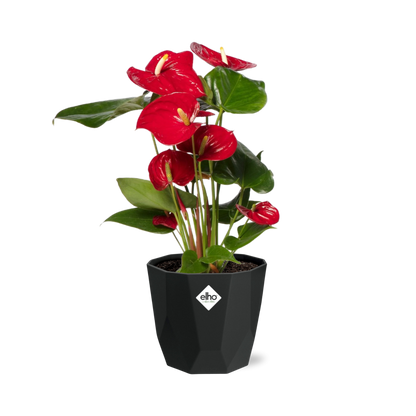 Kamerplant - Anthurium Red - Pot Ø 14cm