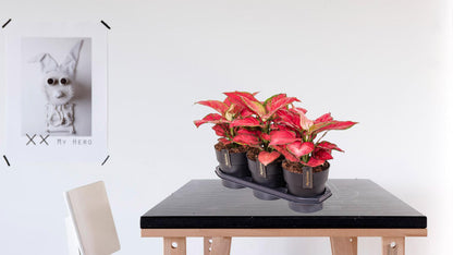 Kamerplant - Aglaonema Red Joy - Pot Ø 19cm Hoogte ↕ 40cm