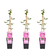 Buitenplant 3x Clematis Ville de Lyon - Bloeiend - Pot Ø 15cm Hoogte ↕ 65cm