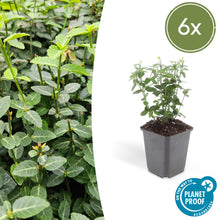 Buitenplant 6x Euonymus fortunei radicans - Groenblijvend - Pot Ø 9cm Hoogte ↕ 10-25cm
