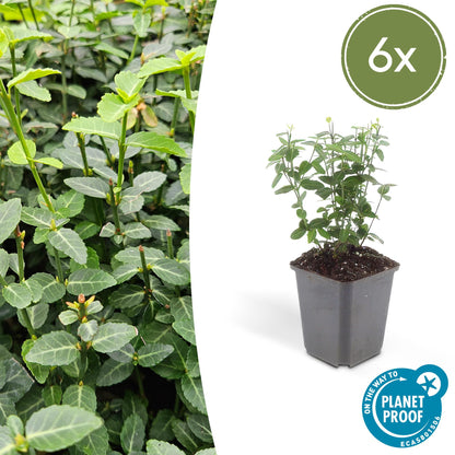 Buitenplant 6x Euonymus fortunei radicans - Groenblijvend - Pot Ø 9cm Hoogte ↕ 10-25cm