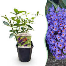 Buitenplant - Buddleja davidii 'Empire Blue' - Winterhard - Pot Ø 17cm Hoogte ↕ 45cm