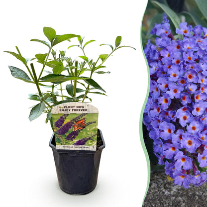 Buitenplant - Buddleja davidii 'Empire Blue' - Winterhard - Pot Ø 17cm Hoogte ↕ 45cm