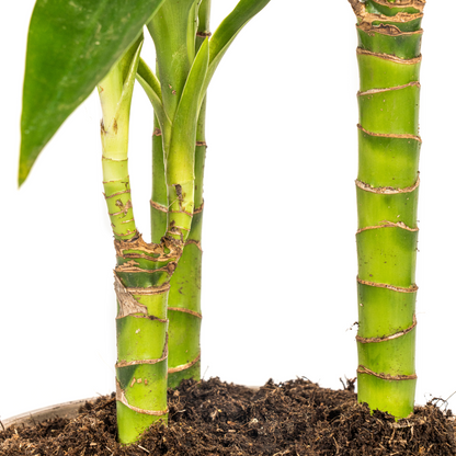 Kamerplant - Dracaena Deremensis Lisa - Pot Ø 21cm Hoogte ↕ 90-110cm