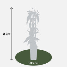 Buitenplant 3x Lonicera henryi - Winterhard - Pot Ø 15cm Hoogte ↕ 65cm