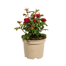 Buitenplant - Rosa Zepeti - Bloeiend - Pot Ø 19cm Hoogte ↕ 35-40cm