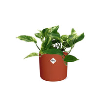 Kamerplant - Scindapsus (Epipremnum) Marble Queen - Pot Ø 14cm