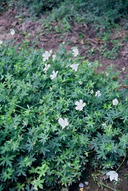 Buitenplant 24x Geranium sang. 'Album' - Bloeiend - Pot Ø 9cm Hoogte ↕ 10-25cm