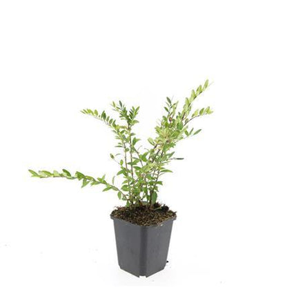 Buitenplant 24x Lonicera pileata - Winterhard - Pot Ø 9cm Hoogte ↕ 10-25cm