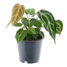 Kamerplant - Anthurium Crystallinum - Pot Ø 12cm Hoogte ↕ 35cm